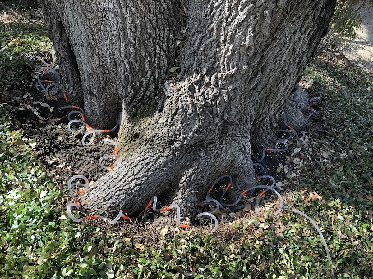Detailed Tree Cabling and Bracing job site in Oologah