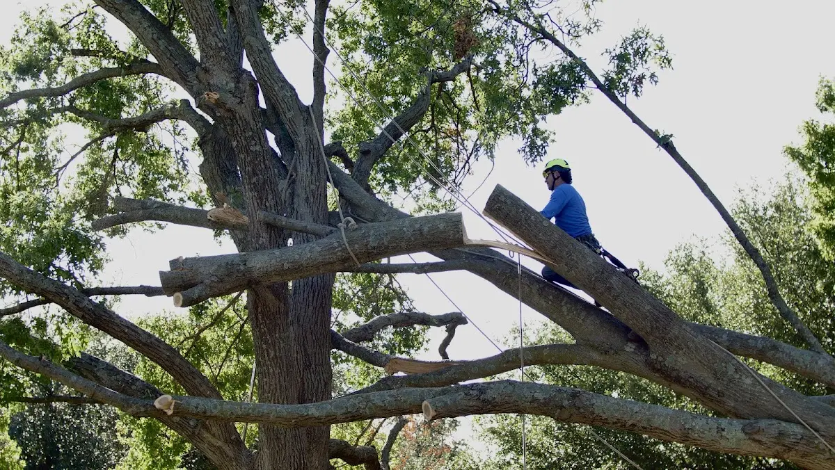 Professional Crown Thinning performed by certified arborists in Oologah