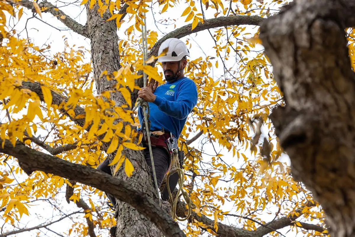 Skilled Tree Pruning crew working in Oologah