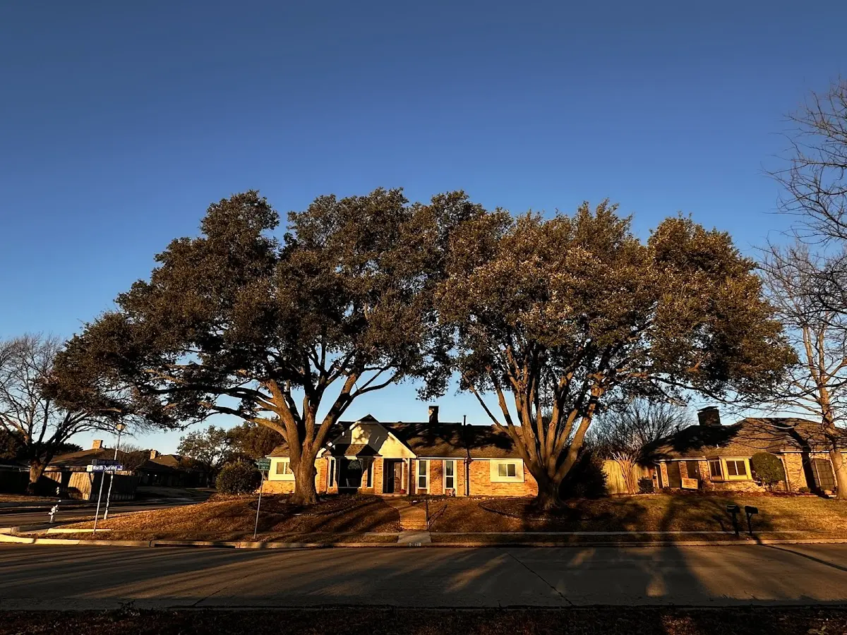 Established residential canopy tree shading a home in Oologah